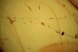 Detailed Fossil Beetle (Coleoptera) With Spider Thread In Baltic Amber #109441-3